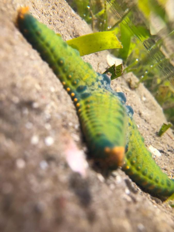 ホテル Manico Camp インハカ エクステリア 写真